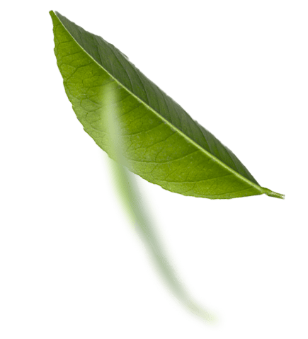 Grüne Blätter Gartenbau